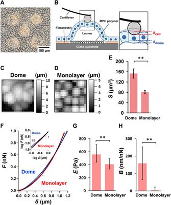 Mechanical properties of epithelial cells in domes investigated using atomic force microscopy